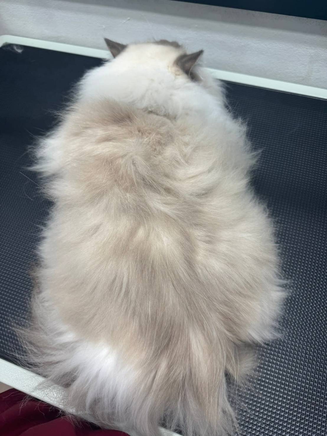 น้องแมวก่อนดูแลขน