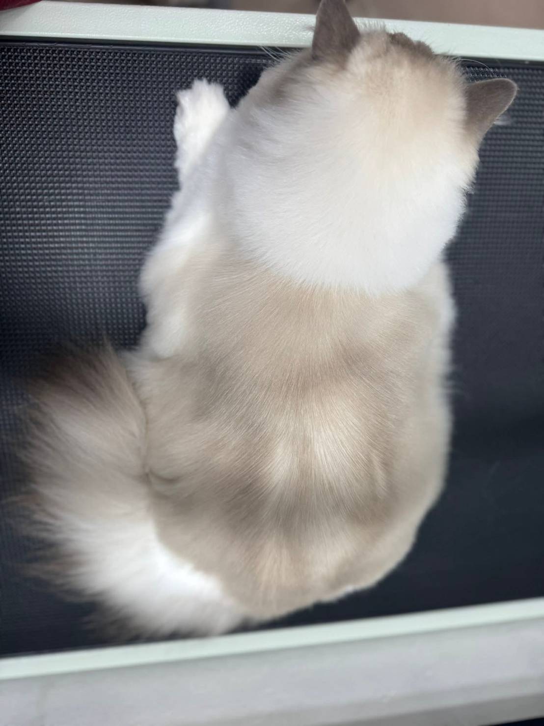 น้องแมวหลังดูแลขน