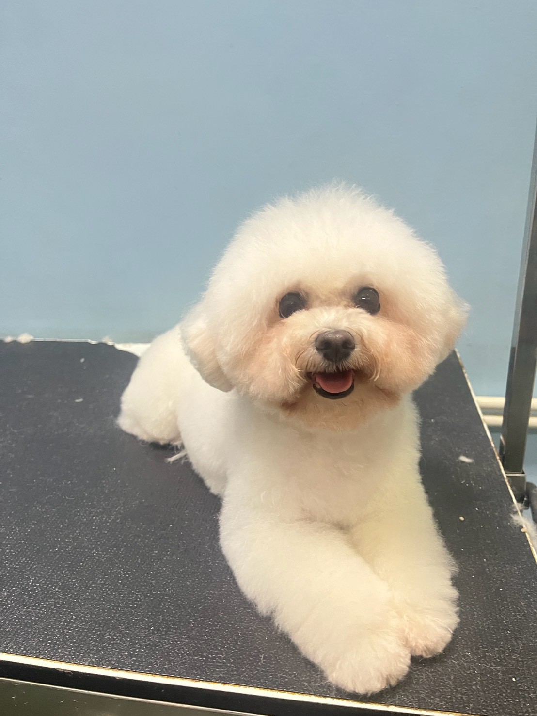น้องหมาสีขาวหลังดูแล